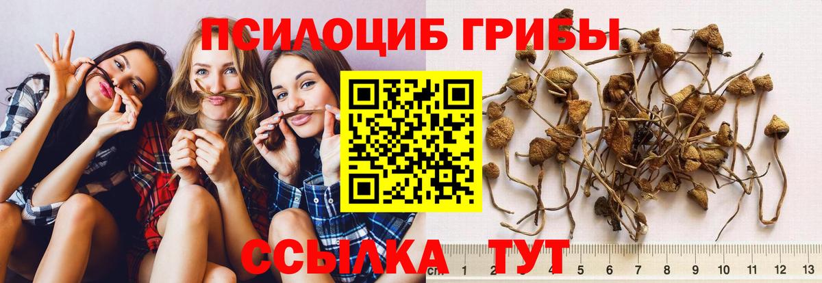 Псилоцибиновые грибы Psilocybe Донской